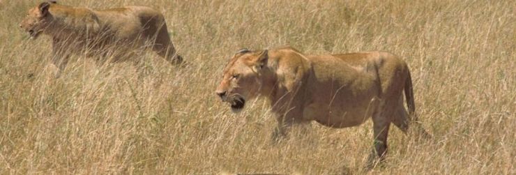 African_lions_in_hunting.jpg